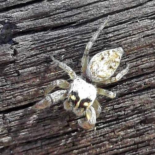 Salticidae Tor Caldara 12.8.2012 - (4).jpg