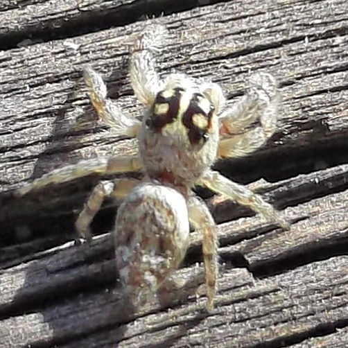 Salticidae Tor Caldara 12.8.2012 - (3).jpg