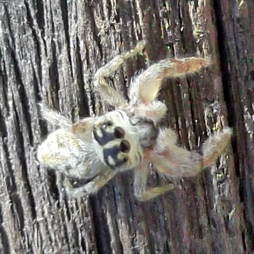 Salticidae Tor Caldara 12.8.2012 - (1).jpg