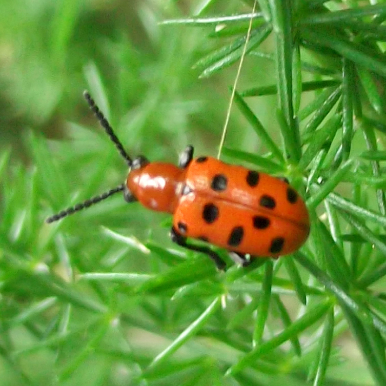 Crioceris duodecimpunctata - Anzio 24.6.2013 - (1).jpg