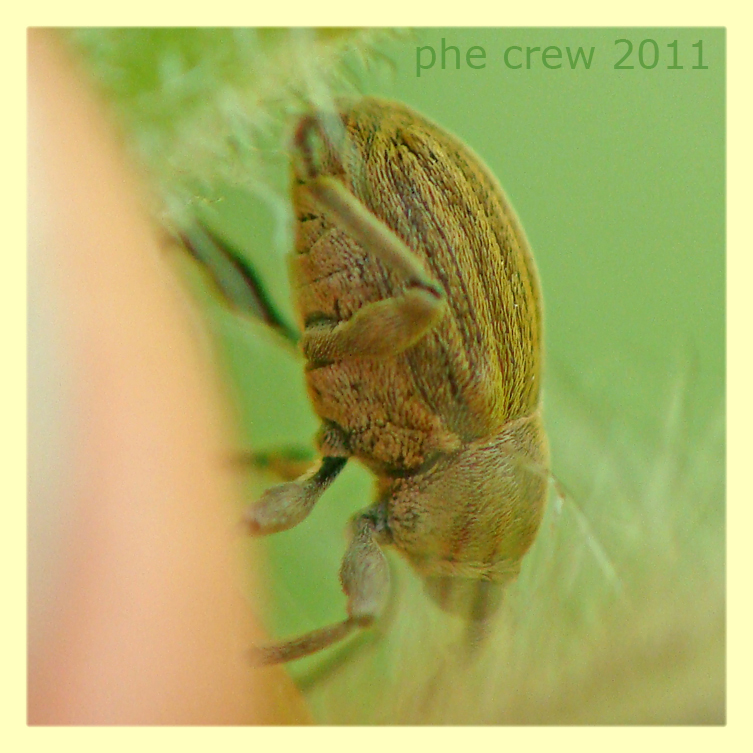 Sibinia pellucens su Silene latifolia - Anzio 24.4.2011 - (7).JPG