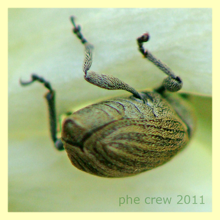 Sibinia pellucens su Silene latifolia - Anzio 24.4.2011 - (5).JPG