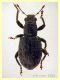 Sitona gemellatus  col rostro 6 mm. e pianta ospite - Anzio 2.4.2023 - (2).JPG