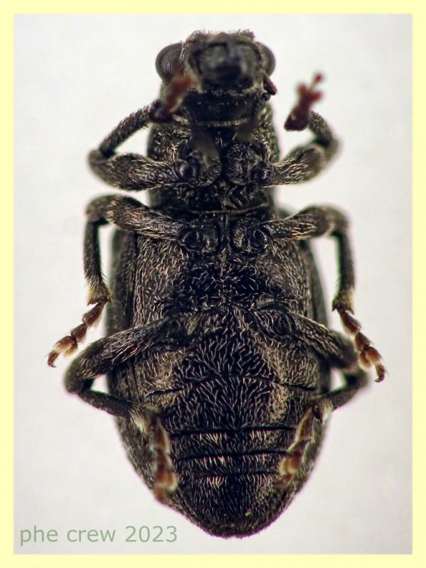 Sitona gemellatus  col rostro 6 mm. e pianta ospite - Anzio 2.4.2023 - (1).JPG