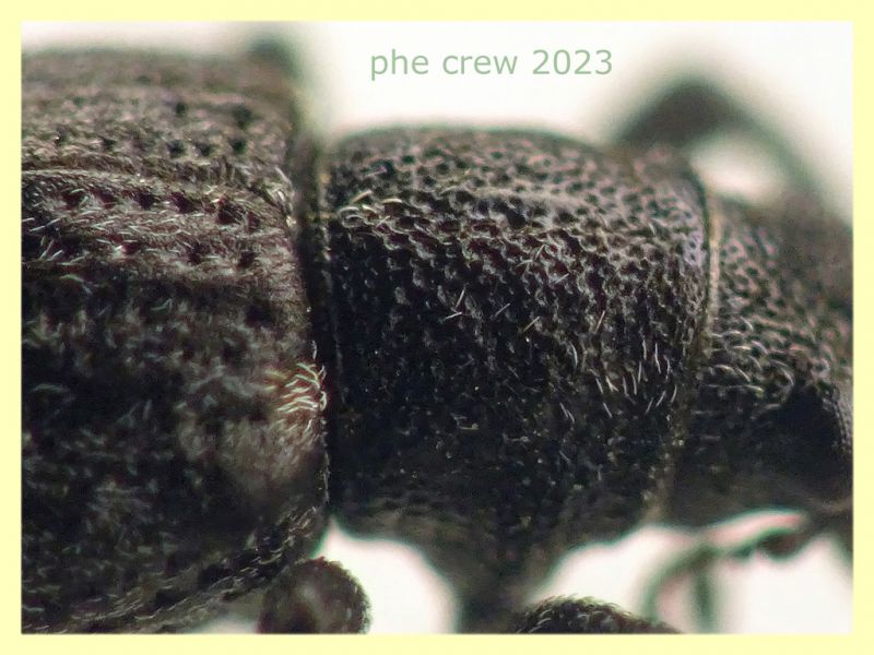 Sitona gemellatus  col rostro 6 mm. e pianta ospite - Anzio 2.4.2023 - (8).JPG