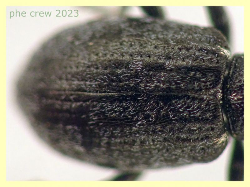 Sitona gemellatus  col rostro 6 mm. e pianta ospite - Anzio 2.4.2023 - (4).JPG