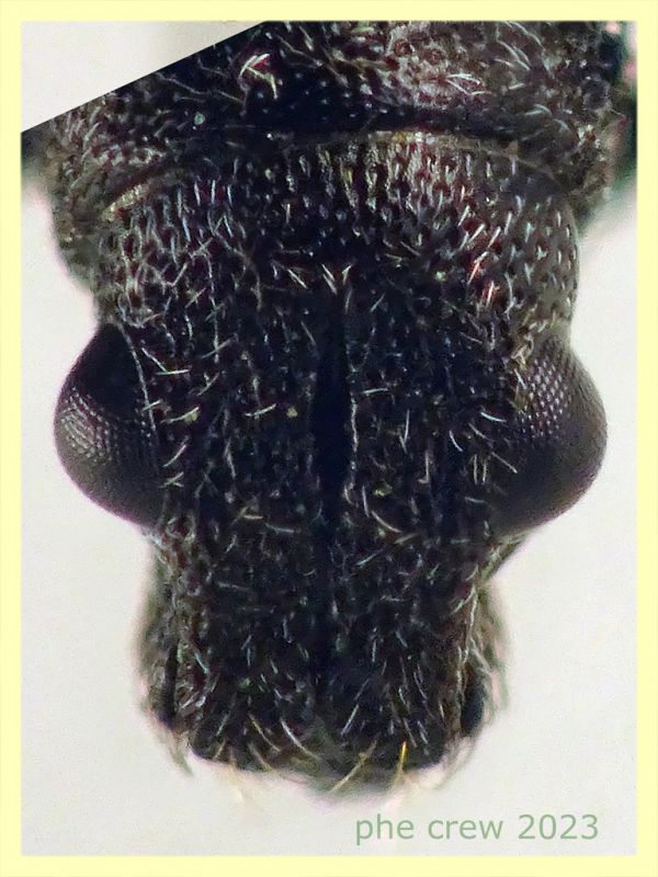 Sitona gemellatus  col rostro 6 mm. e pianta ospite - Anzio 2.4.2023 - (5).JPG