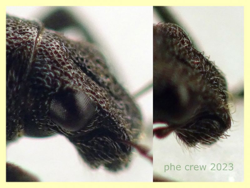 Sitona gemellatus  col rostro 6 mm. e pianta ospite - Anzio 2.4.2023 - (12).JPG