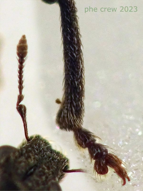 Sitona gemellatus  col rostro 6 mm. e pianta ospite - Anzio 2.4.2023 - (6).JPG