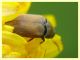 Attagenus simplex circa 4 mm. su Asteraceae - Anzio 2.4.2023 - (5).JPG