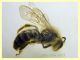 prob. Andrena  circa 10 mm. - Anzio 2.4.2023 - (2).JPG