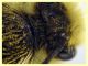 prob. Andrena  circa 10 mm. - Anzio 2.4.2023 - (7).JPG