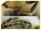prob. Andrena  circa 10 mm. - Anzio 2.4.2023 - (9).JPG