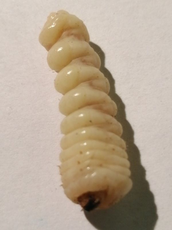 larva.jpg