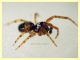 Theridiidae maschio corpo circa 2 mm. - Anzio 2.4.2023 - (3).JPG