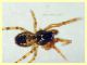 Theridiidae maschio corpo circa 2 mm. - Anzio 2.4.2023 - (5).JPG