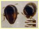 Sericoderus sp. 1 mm. - Anzio 6.4.2023 - (1).JPG