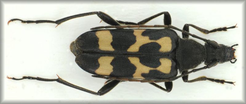 Judolia sexmaculata (Linnaeus 1758).jpg