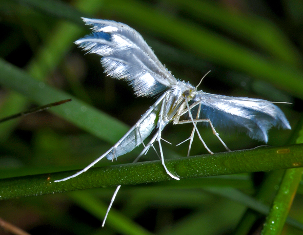 Pterophorus pentadactylus mod.jpg