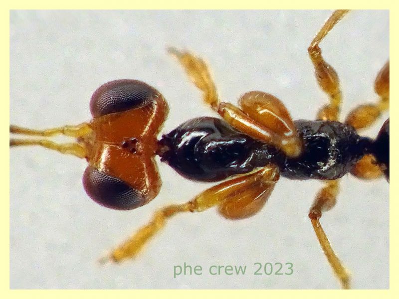 prob. Gonatopus striatus senza antenne quasi 3 mm. - Anzio 11.4.2023 - (2).JPG