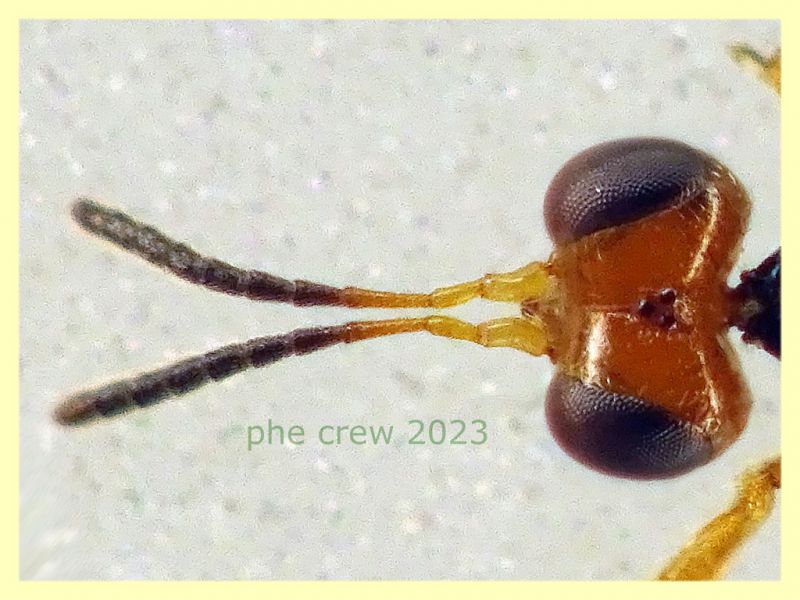 prob. Gonatopus striatus senza antenne quasi 3 mm. - Anzio 11.4.2023 - (3).JPG