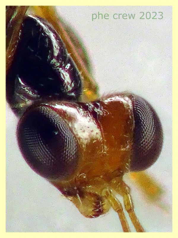 prob. Gonatopus striatus senza antenne quasi 3 mm. - Anzio 11.4.2023 - (9).JPG