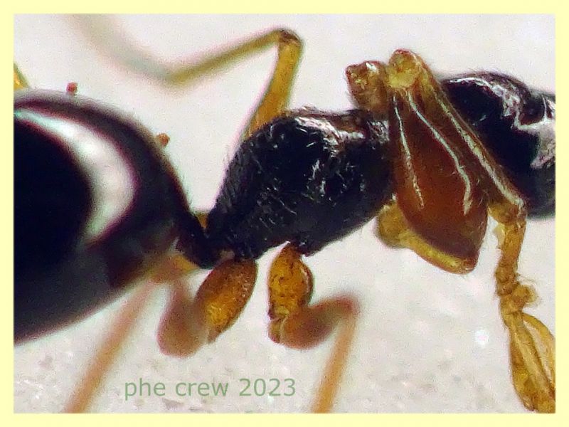 prob. Gonatopus striatus senza antenne quasi 3 mm. - Anzio 11.4.2023 - (5).JPG