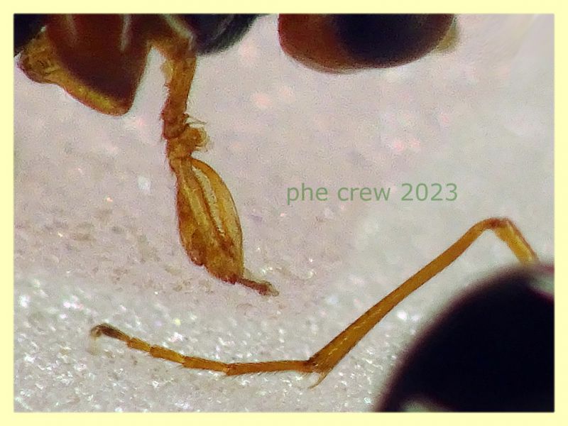 prob. Gonatopus striatus senza antenne quasi 3 mm. - Anzio 11.4.2023 - (8).JPG