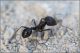 Formica-sp-20230416-002-JOGf.jpg
