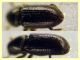 Crypturgus pusillus sotto corteccia pino circa 1,2 mm. - Anzio 11.4.2023 - (5).JPG