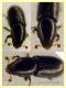 Crypturgus pusillus sotto corteccia pino circa 1,2 mm. - Anzio 11.4.2023 - (6).JPG