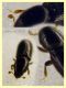 Crypturgus pusillus sotto corteccia pino circa 1,2 mm. - Anzio 11.4.2023 - (4).JPG