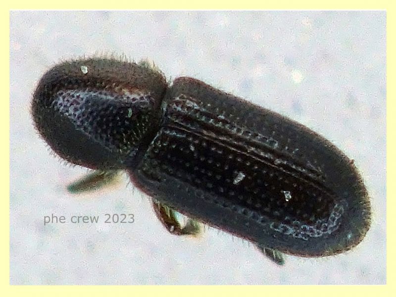 Crypturgus pusillus sotto corteccia pino circa 1,2 mm. - Anzio 11.4.2023 - (1).JPG