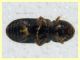 Crypturgus pusillus sotto corteccia pino circa 1,2 mm. - Anzio 11.4.2023 - (3).JPG