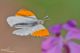 anthocharis cardamines159.jpg