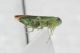 Cicadella Tamerici da ID 12.JPG
