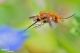 bombylus major106.jpg