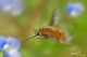 bombylus major123.jpg