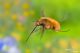 bombylus major129.jpg