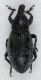 DSC_8067mod.jpg