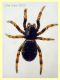 Steatoda phalerata circa 3,5 mm. - Anzio 11.4.2023 - (1).JPG