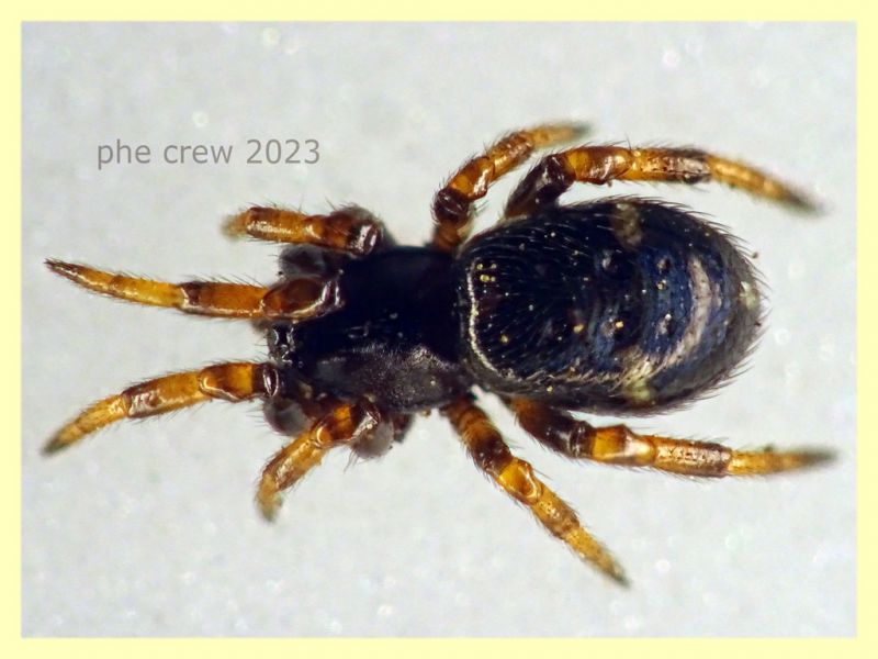 Steatoda phalerata circa 3,5 mm. - Anzio 11.4.2023 - (7).JPG