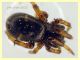 Steatoda phalerata circa 3,5 mm. - Anzio 11.4.2023 - (5).JPG