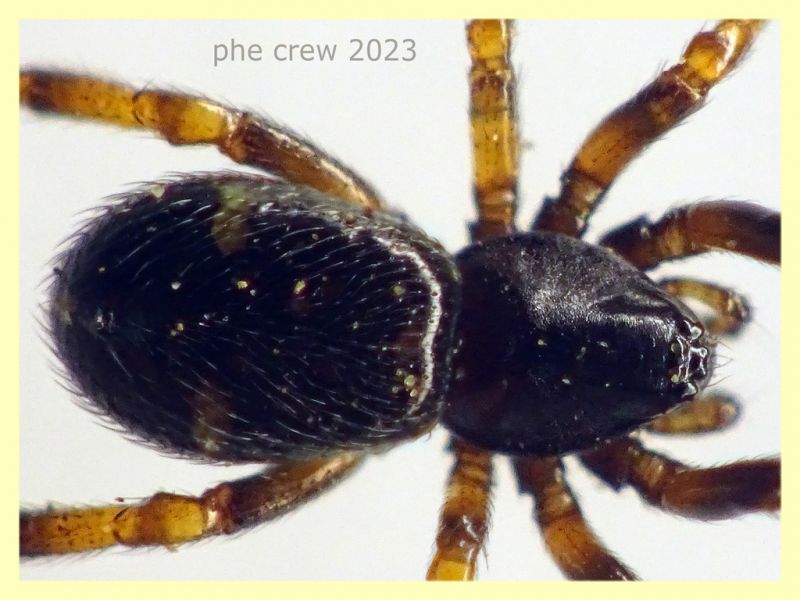 Steatoda phalerata circa 3,5 mm. - Anzio 11.4.2023 - (8).JPG