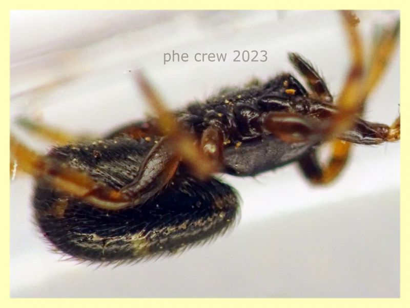 Steatoda phalerata circa 3,5 mm. - Anzio 11.4.2023 - (6).JPG