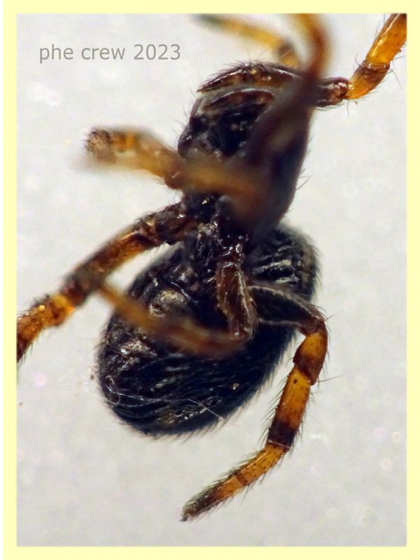 Steatoda phalerata circa 3,5 mm. - Anzio 11.4.2023 - (4).JPG