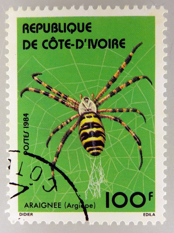 Argiope.JPG