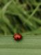coccinella.jpg