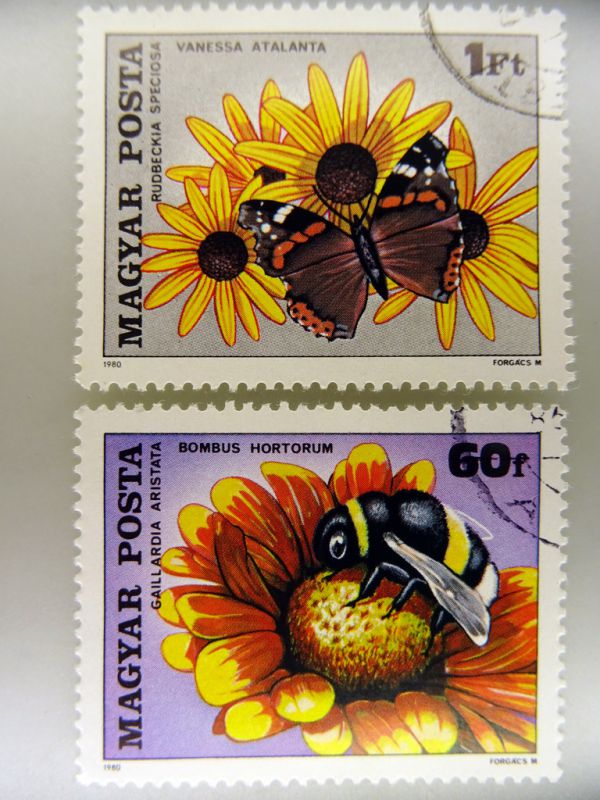 Ungheria - Vanessa atalanta, Bombus hortorum.JPG