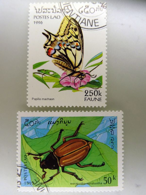 Laos -  Papilio machaon, Melolontha melolontha.JPG